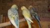 DSCF0897.JPG