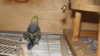 DSCF0874.JPG