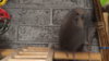 DSCF0671.JPG