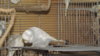 DSCF0736.JPG