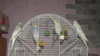 DSCF0753.JPG