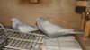 DSCF0793.JPG