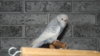 DSCF0808.JPG