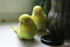 DSC02039.JPG