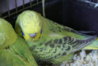 DSC00441.JPG