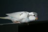DSC00516.JPG