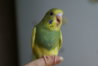 DSC00559.JPG