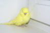 DSC00700.JPG