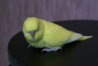 DSC00703.JPG