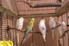 DSC00126.JPG