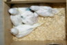 DSC00623.JPG