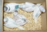 DSC00625.JPG