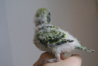 DSC00058.JPG