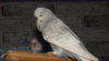 DSCF0819.JPG