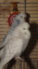 DSCF0717.JPG