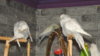 DSCF0763.JPG