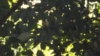 DSCF0784.JPG