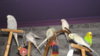DSCF0830.JPG