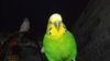 DSCF0833.JPG