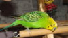 DSCF0843.JPG