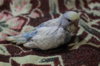 IMG_2672.JPG