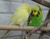 IMG_2445.JPG