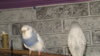 DSCF1783.JPG