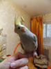 upload_2018-11-29_8-21-27.png