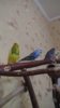 IMG-20181208-WA0040.jpeg