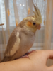 upload_2018-12-14_19-35-44.png