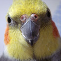 Torrap