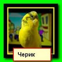 Черик_Пух