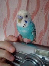 Евгения Курноскина