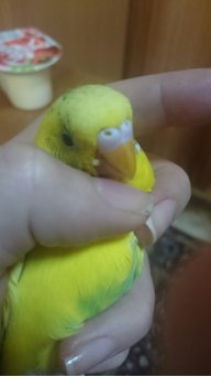 ЕлизаветаПрокофьева