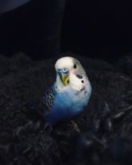 СакураТян