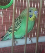 светофорик