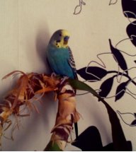 КешаХороший