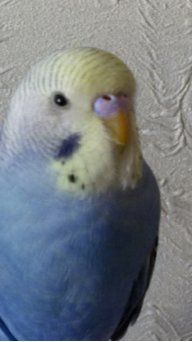 Natusik71