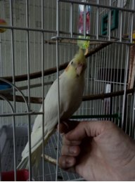 Птенчик Ричи