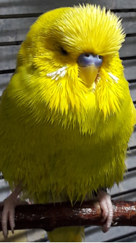 Лиона