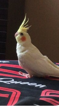 ПопугайТоша