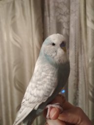 Natallly