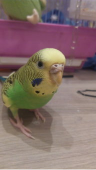 Silina