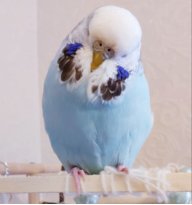 Марлим