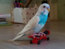 freebird2212