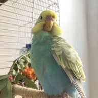 _sky_kiwi_
