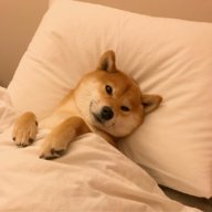 Алана_Аккерман