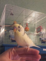 ПтичкаПтичка