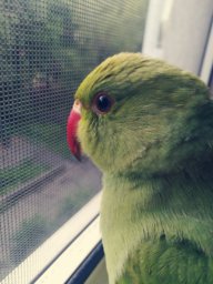 Avokado