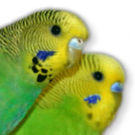 Ура! Научила попугаев есть фрукты - даю совет | Форумы о попугаях бесплатно-бесплатно.рф